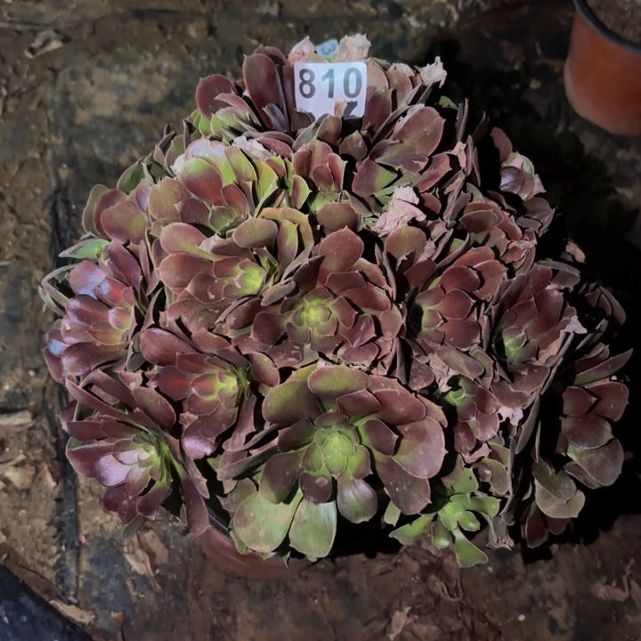 810邵修七彩多肉植物不售后
