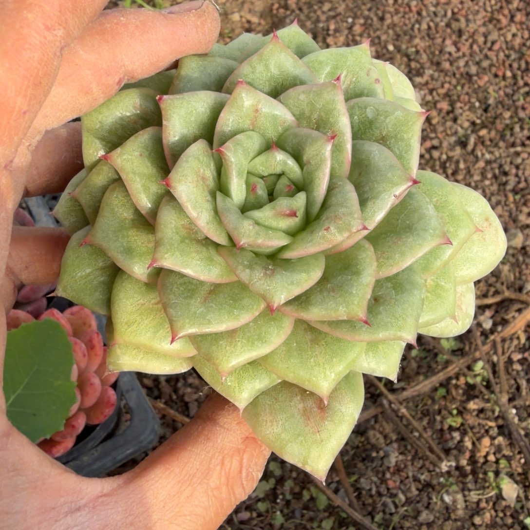 良***人凸起东云一颗量拍22-20