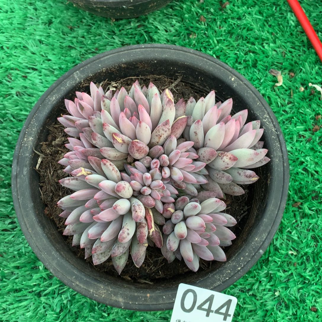 044虞美人多肉植物