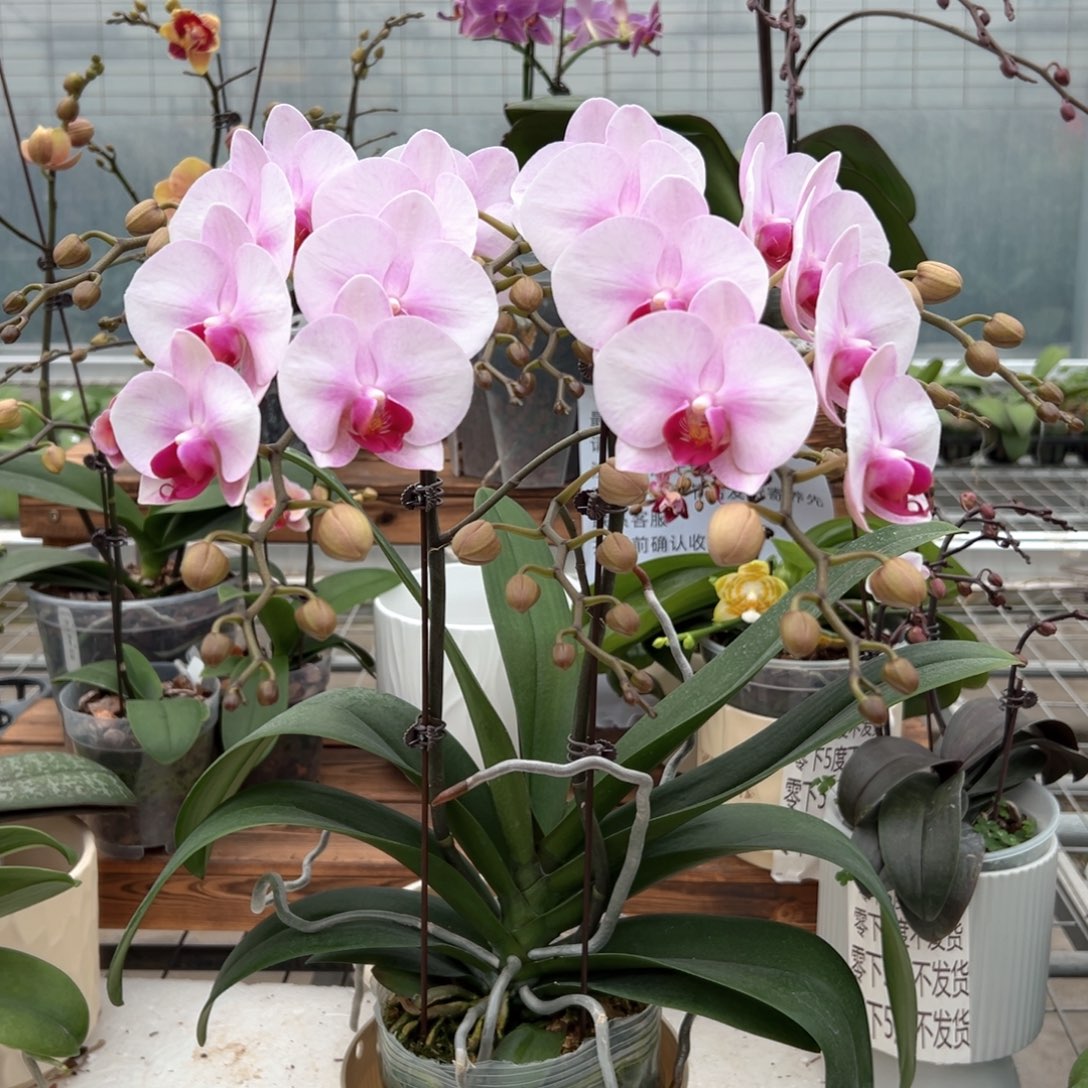 完全开放0669杭州美人蝴蝶兰