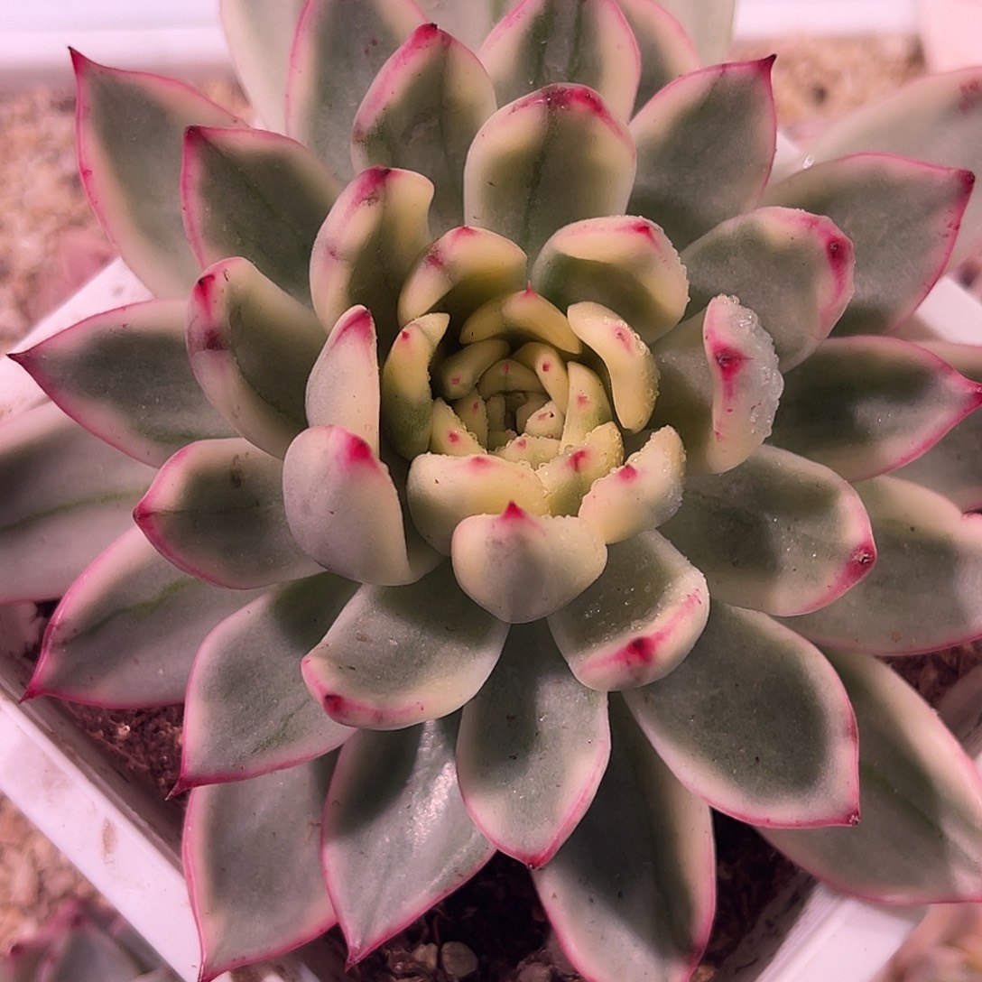 尚品园艺福利锦老桩8011