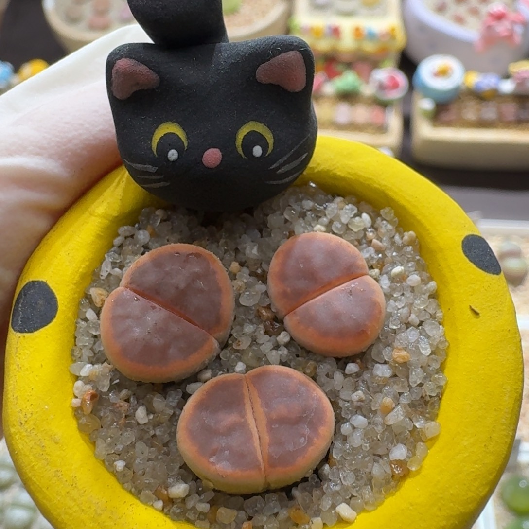 0923-030连盆带花朱玄