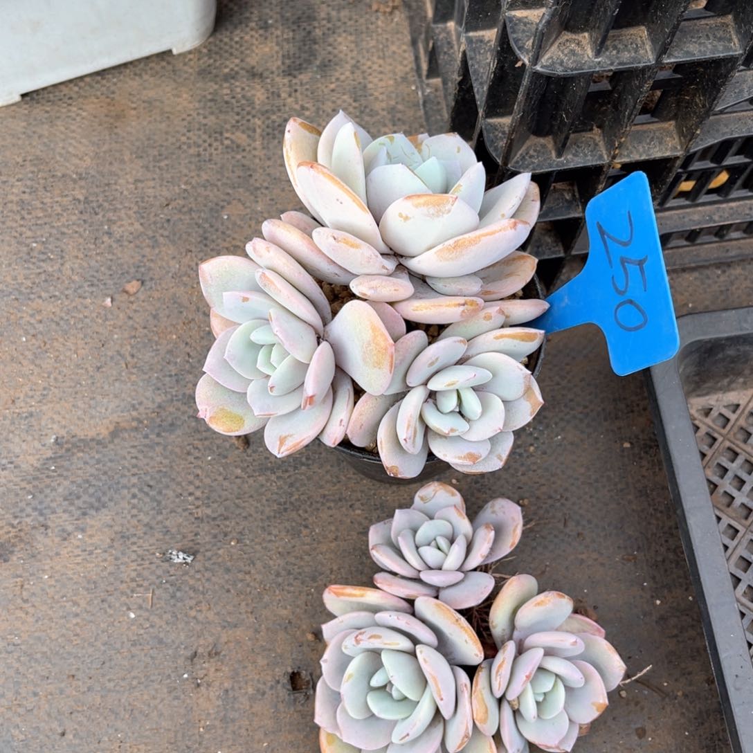 我**鱼250奶茶多肉