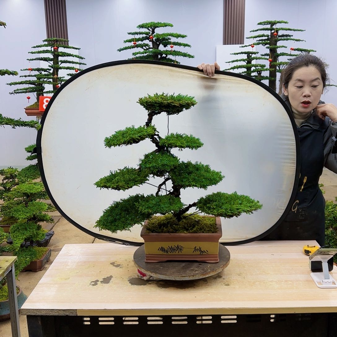 盆景直播间一物一拍