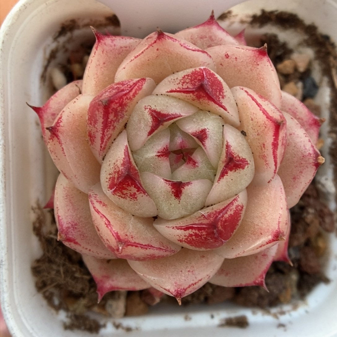 边线麦杆可拍946号