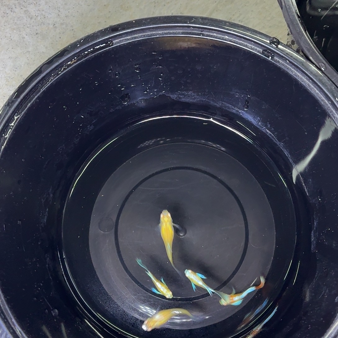 孔雀鱼蓝白欧翼5条