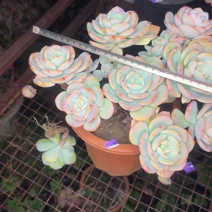 白月光358 多肉植物一物一拍