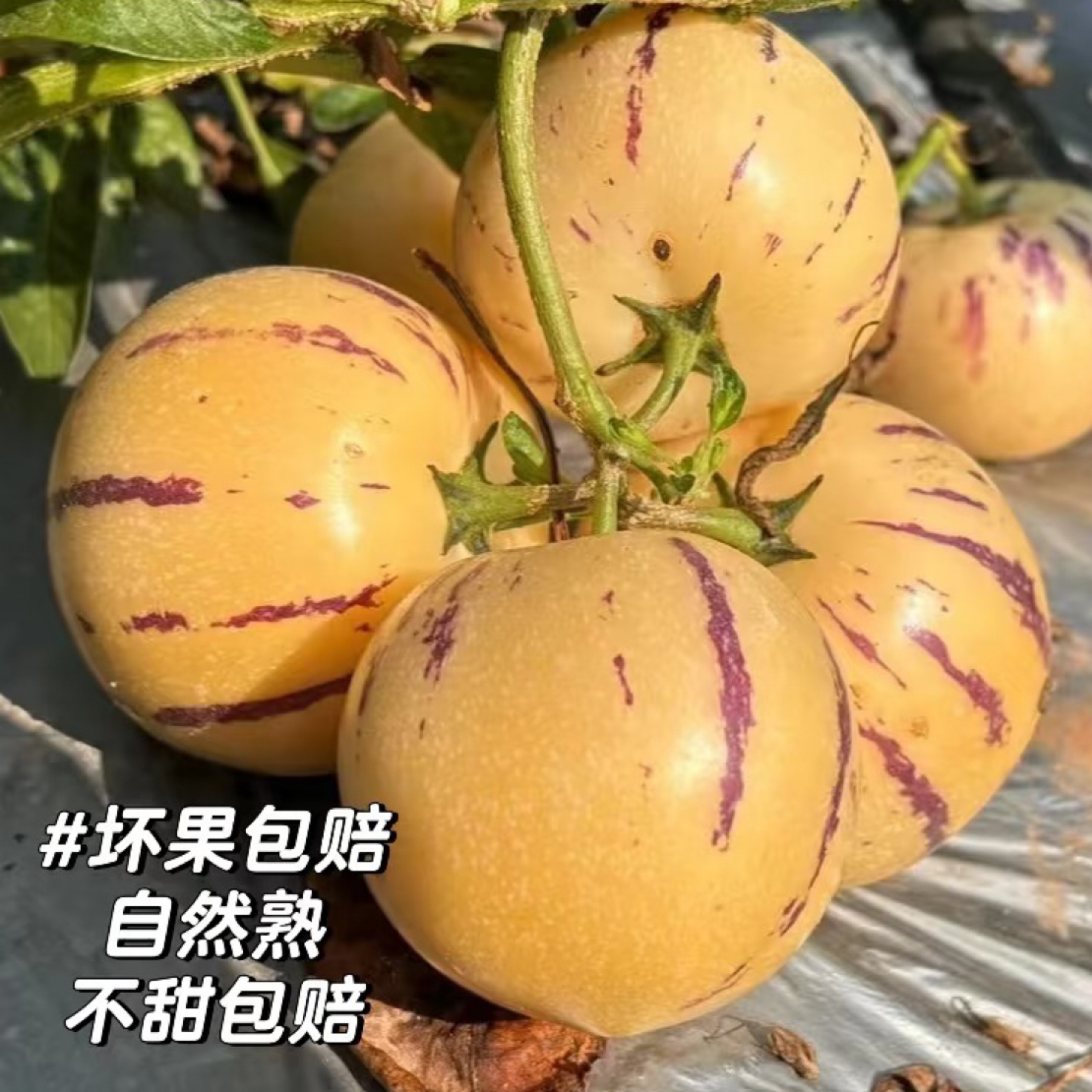 云南石林风化石地树上熟鲜果黄肉圆果不甜包赔不熟包赔人参果水果