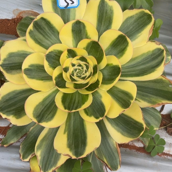55王菲君美丽法师锦锦锦
