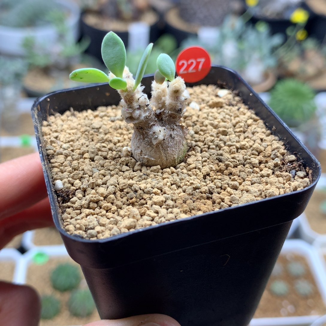 派马厚敦菊母本带盆