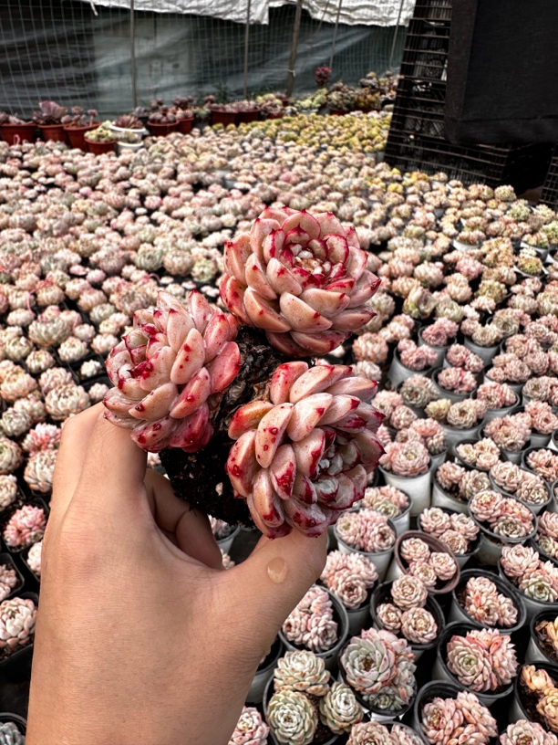 8#天鹅绒（多肉植物）两颗