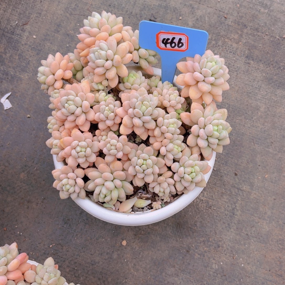 星*洛可可466多肉植物