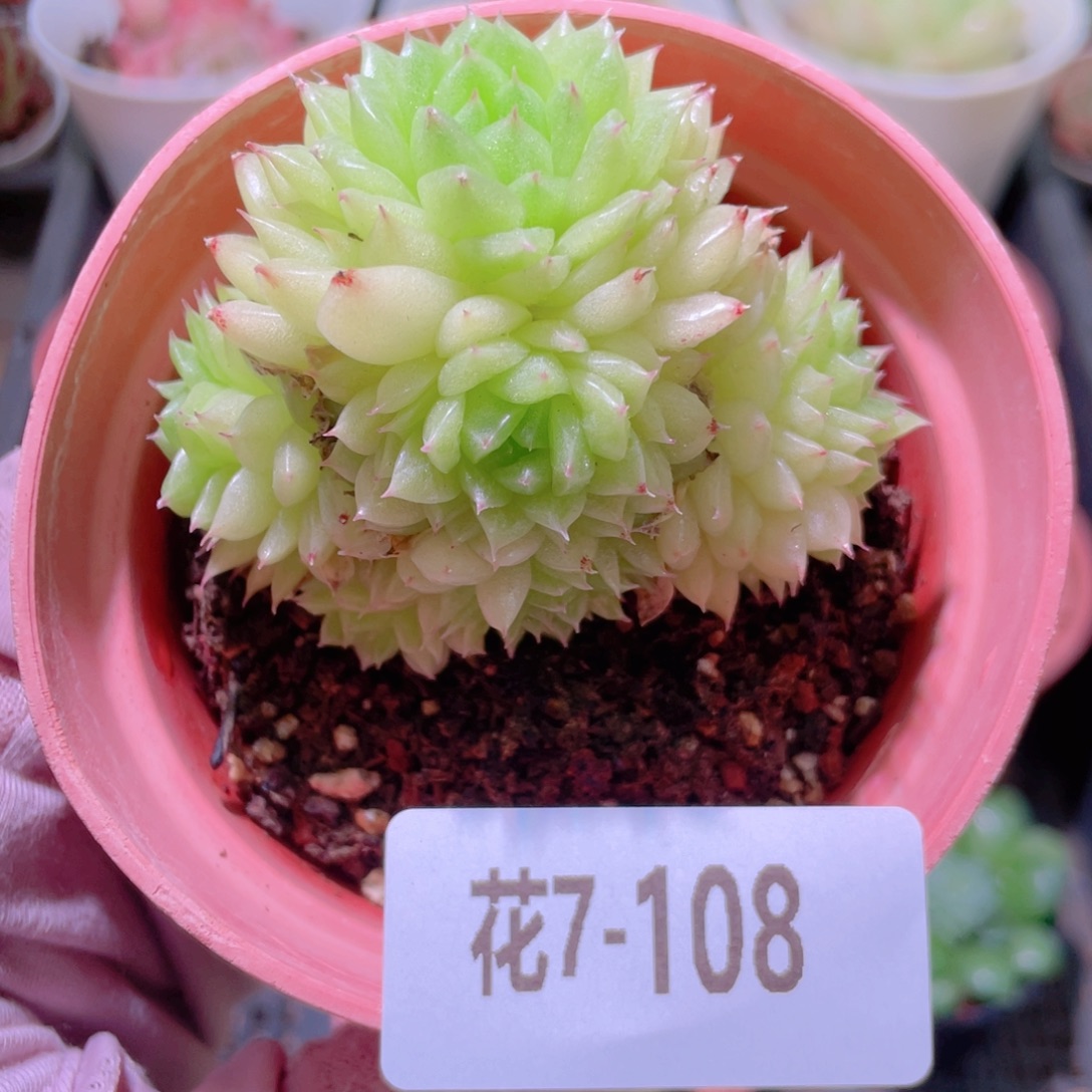 花利美7-108麦秆群