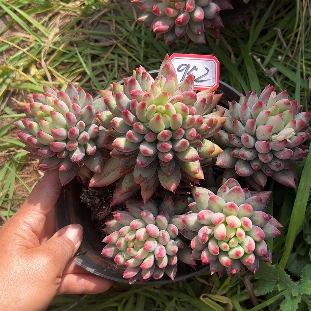 952号虞美人，一物一拍