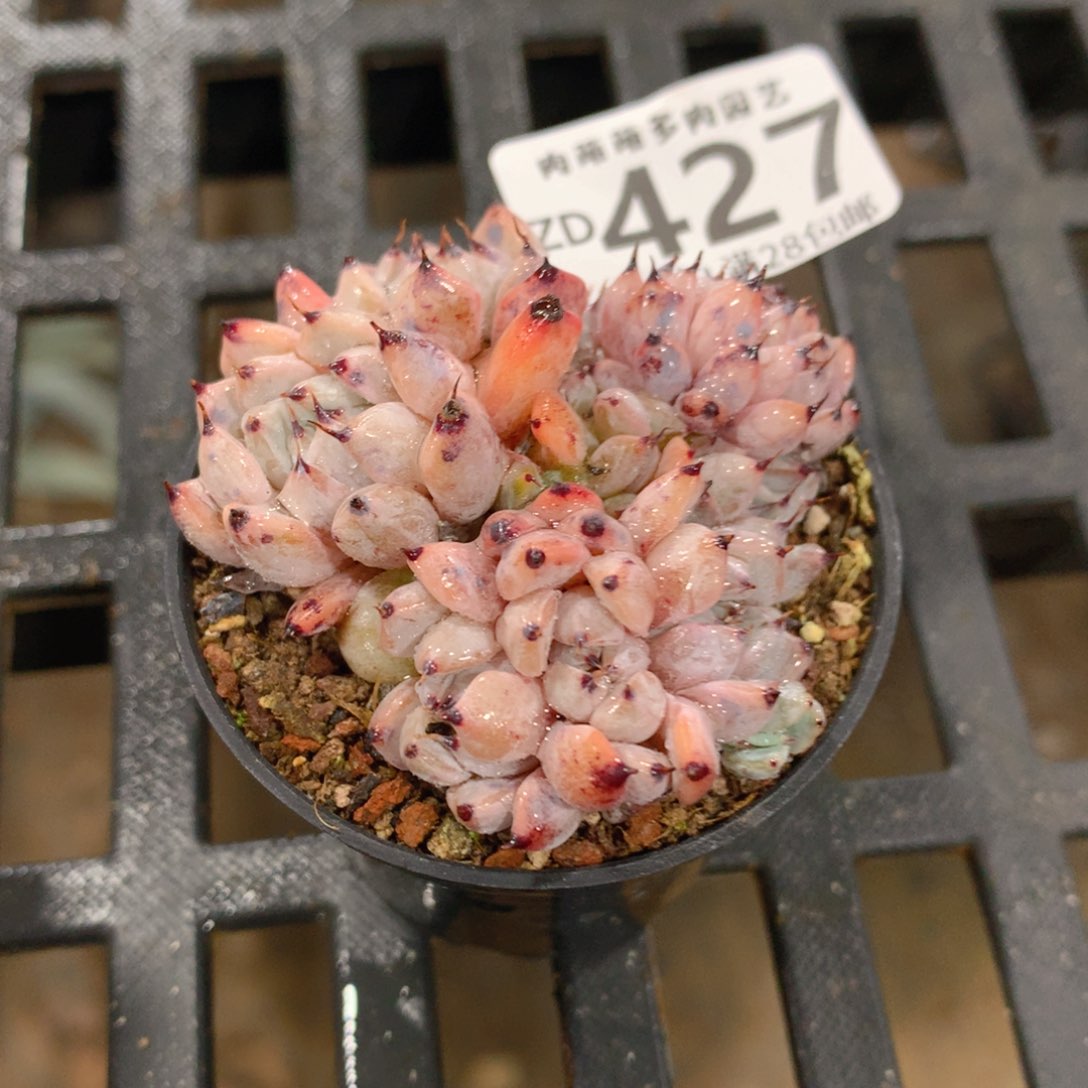 肉萌萌拇指盆精控多肉ZD427