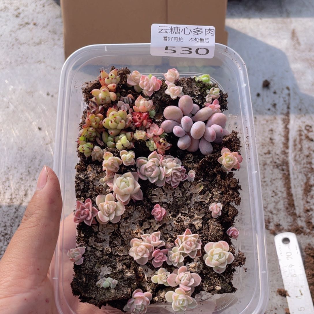 云糖心多肉植物530