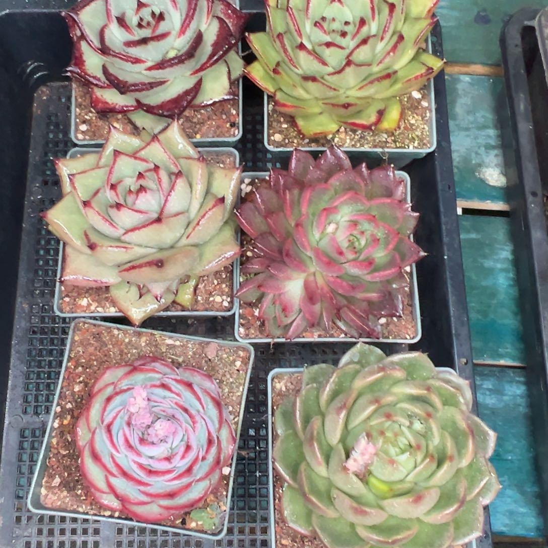 多肉精选编号0119.583