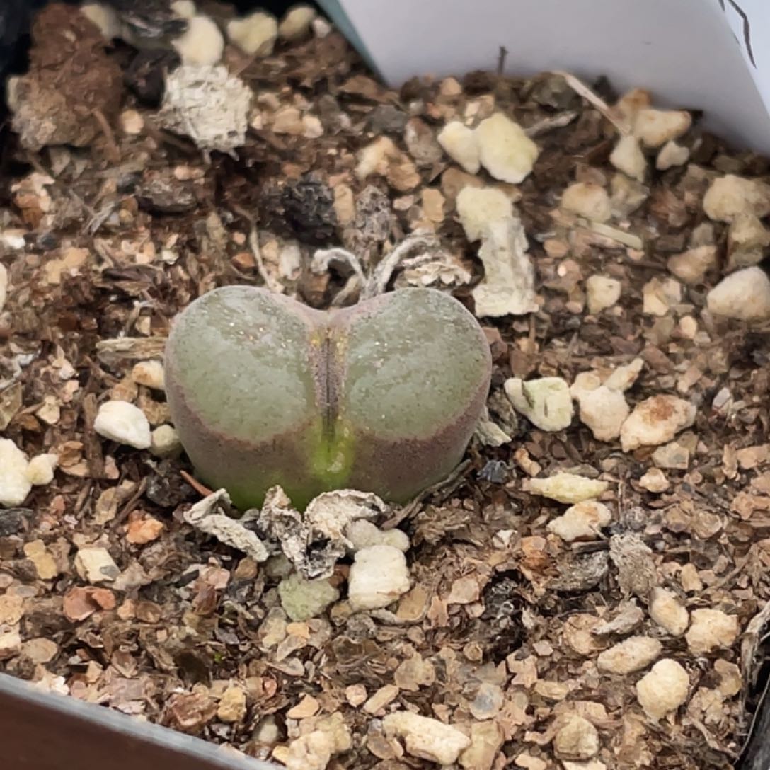 21-27磁铁多肉植物