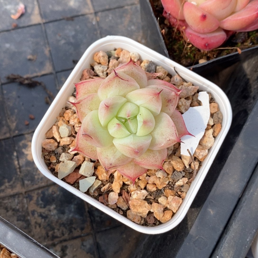 精品多肉一物一折不包整172