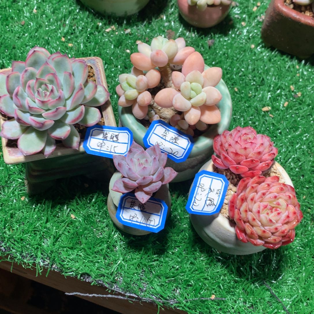 ****笑脸           4带盆   