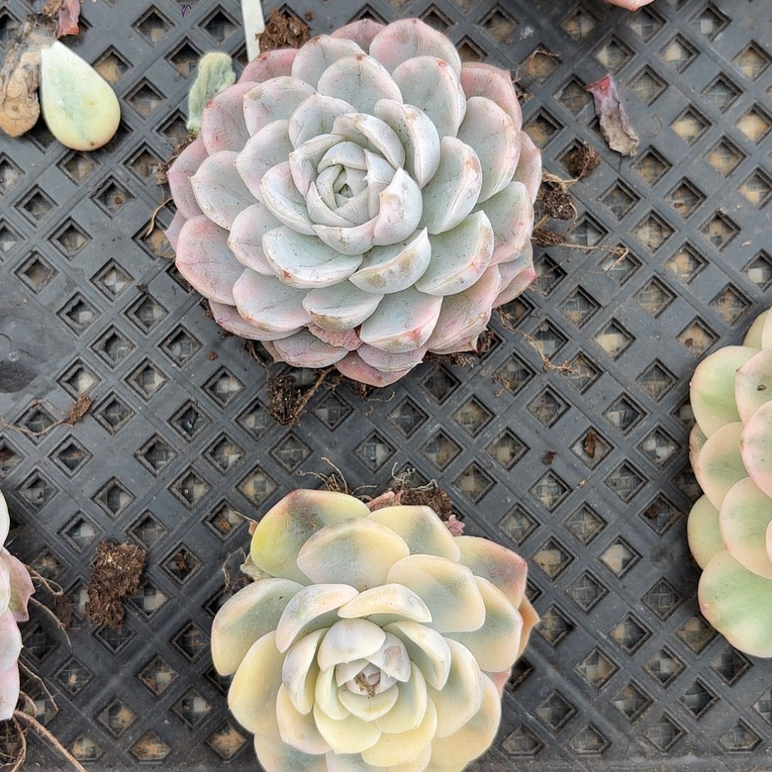 汉堡雪球一物一拍