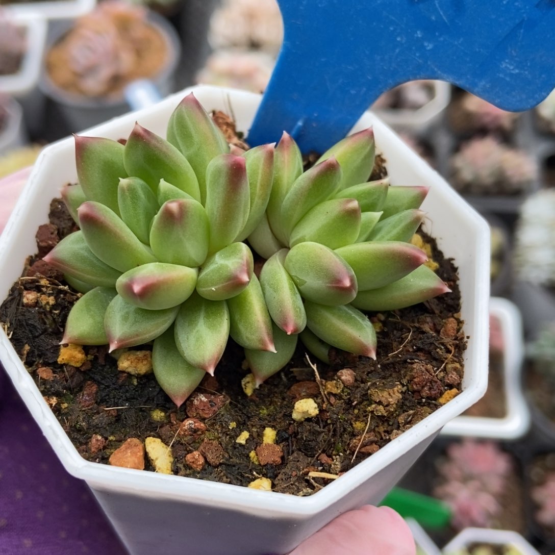 2081甲骨文多肉植物保护