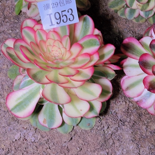 暖***1953荔枝多肉植物