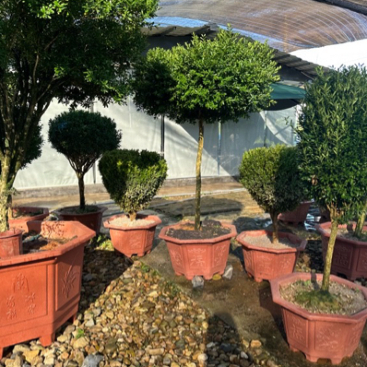 名贵小叶雀舌黄杨绿植四季常青耐寒耐旱适合庭院园林