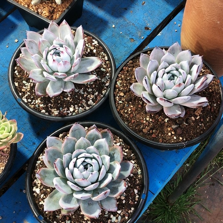 黑卡大单头多肉植物