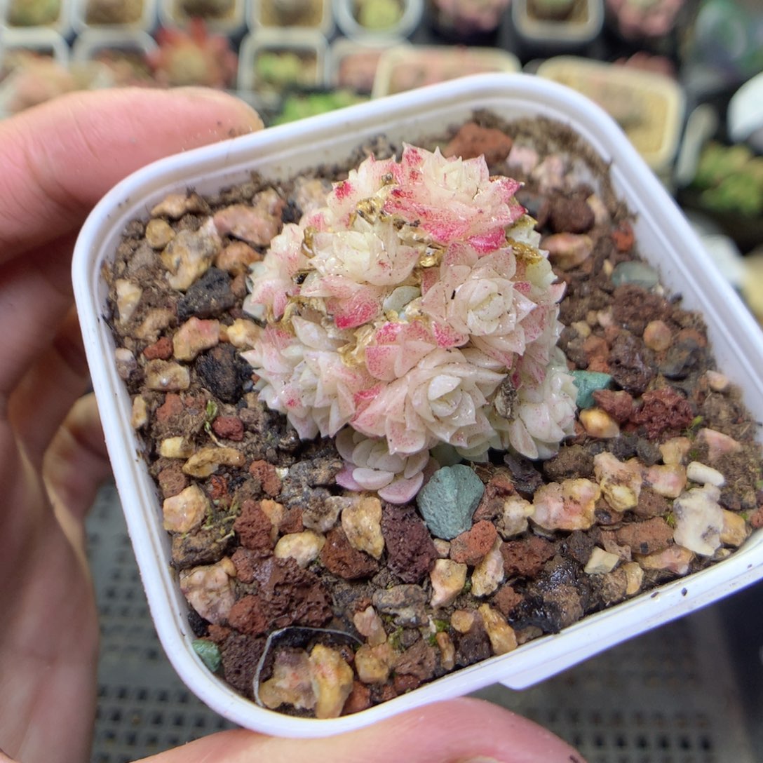 G20y y y y y y y y y y