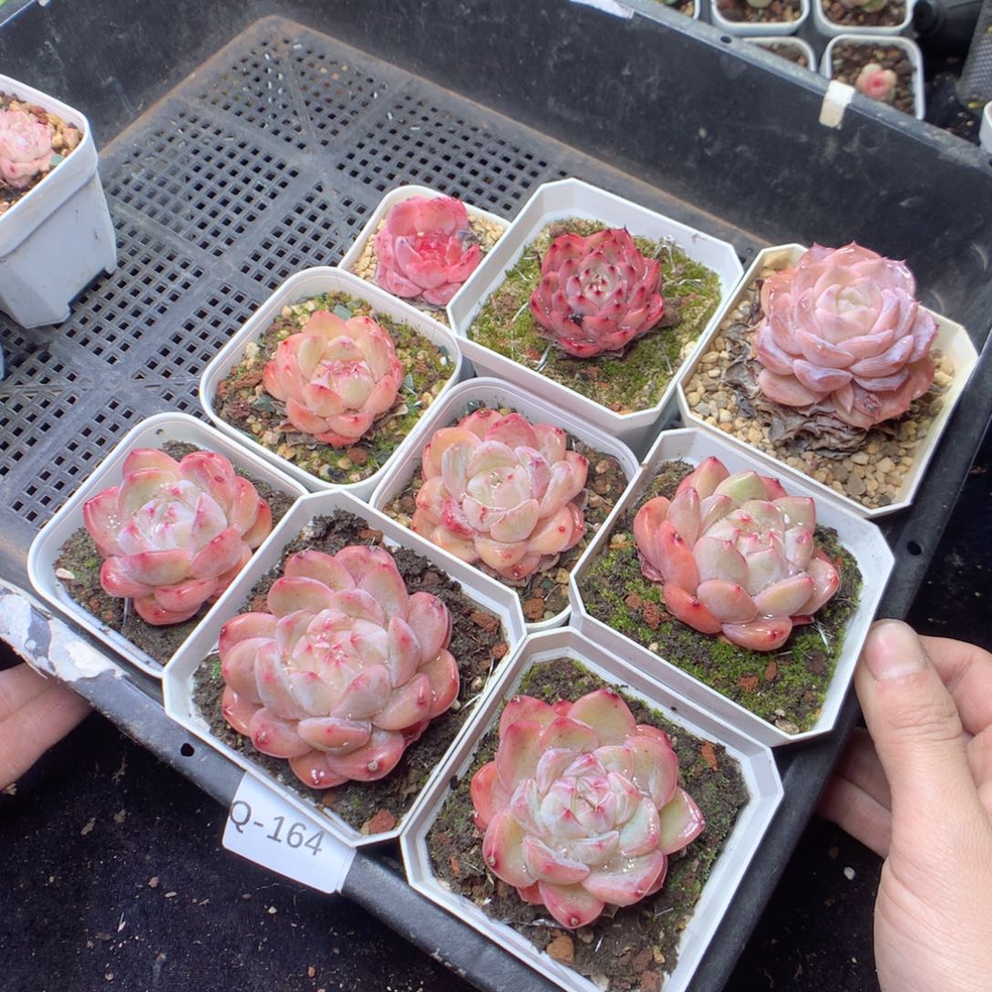 无花朵Q164yyyyyyyyyy