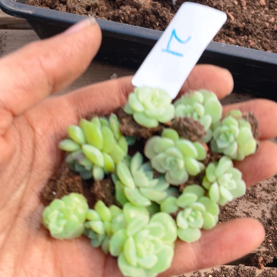 多肉植物多肉植物21