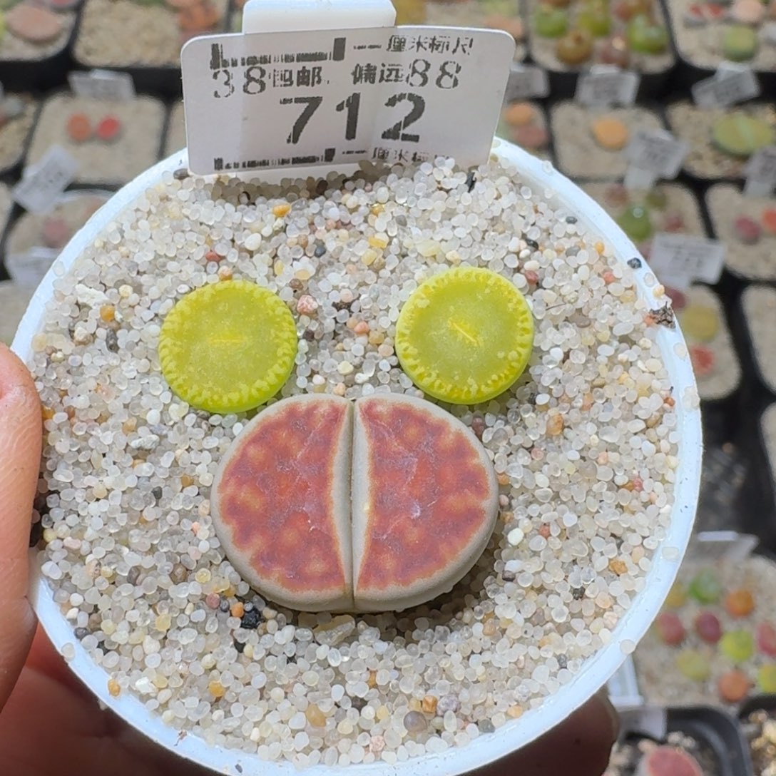 Sss精品清货价712