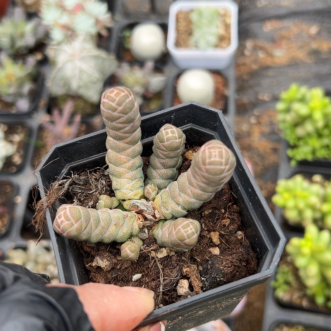 多肉植物多肉植物