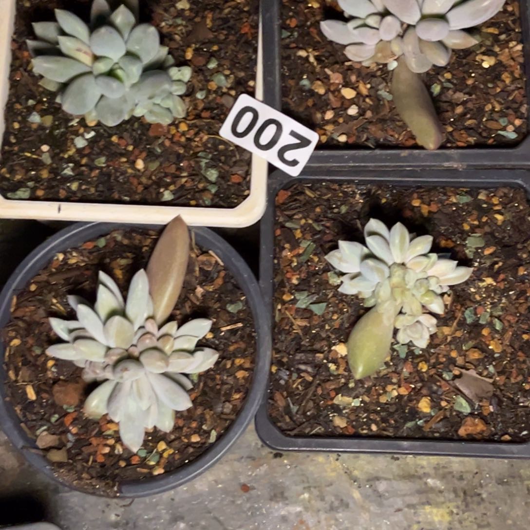 王*岁多肉植物哥特群4颗200