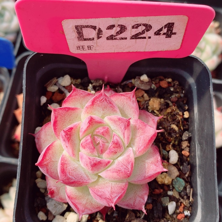 新年福利多肉5cm