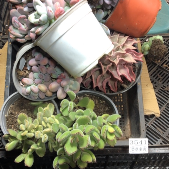 框拍，3541。 微瑕，介意慎拍