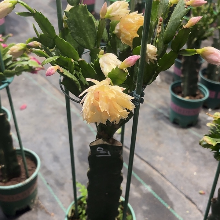 华***资大部分开放少量花苞007