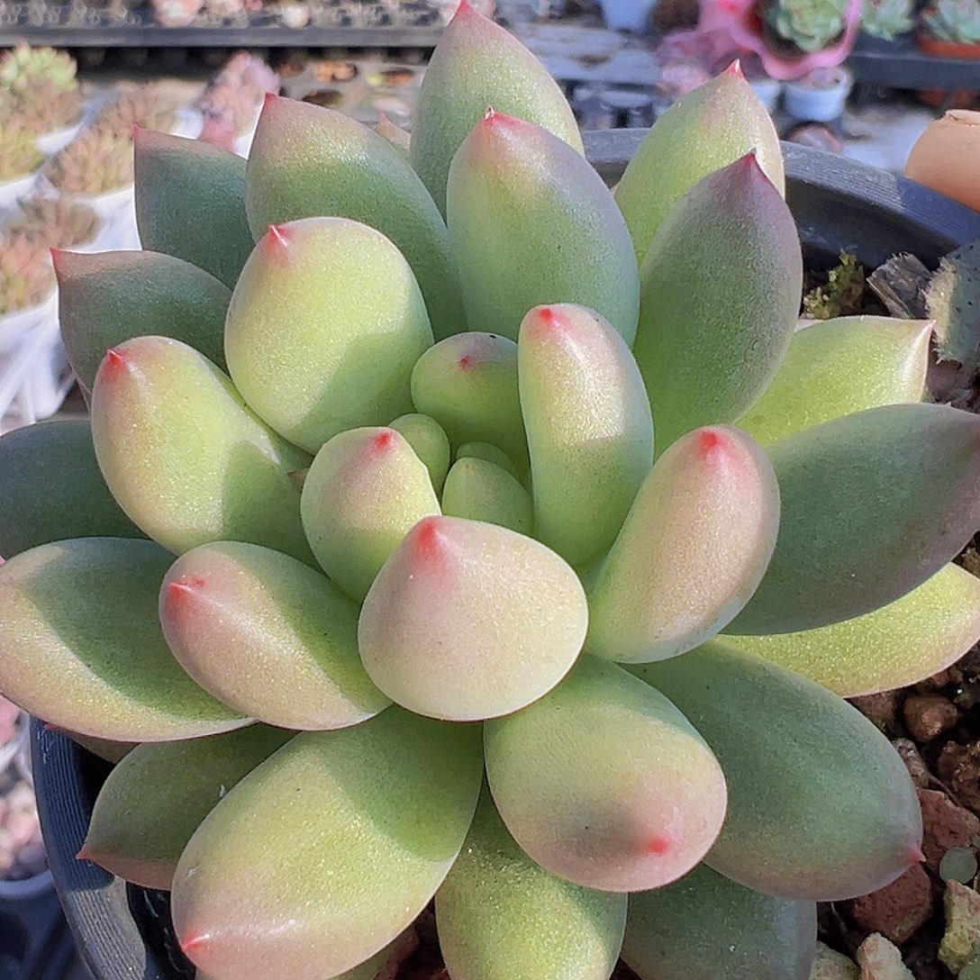 岩字19包邮多肉植物群