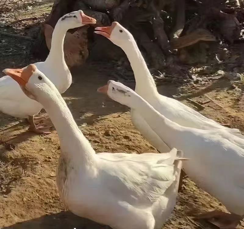 农家散养大白鹅新鲜现宰