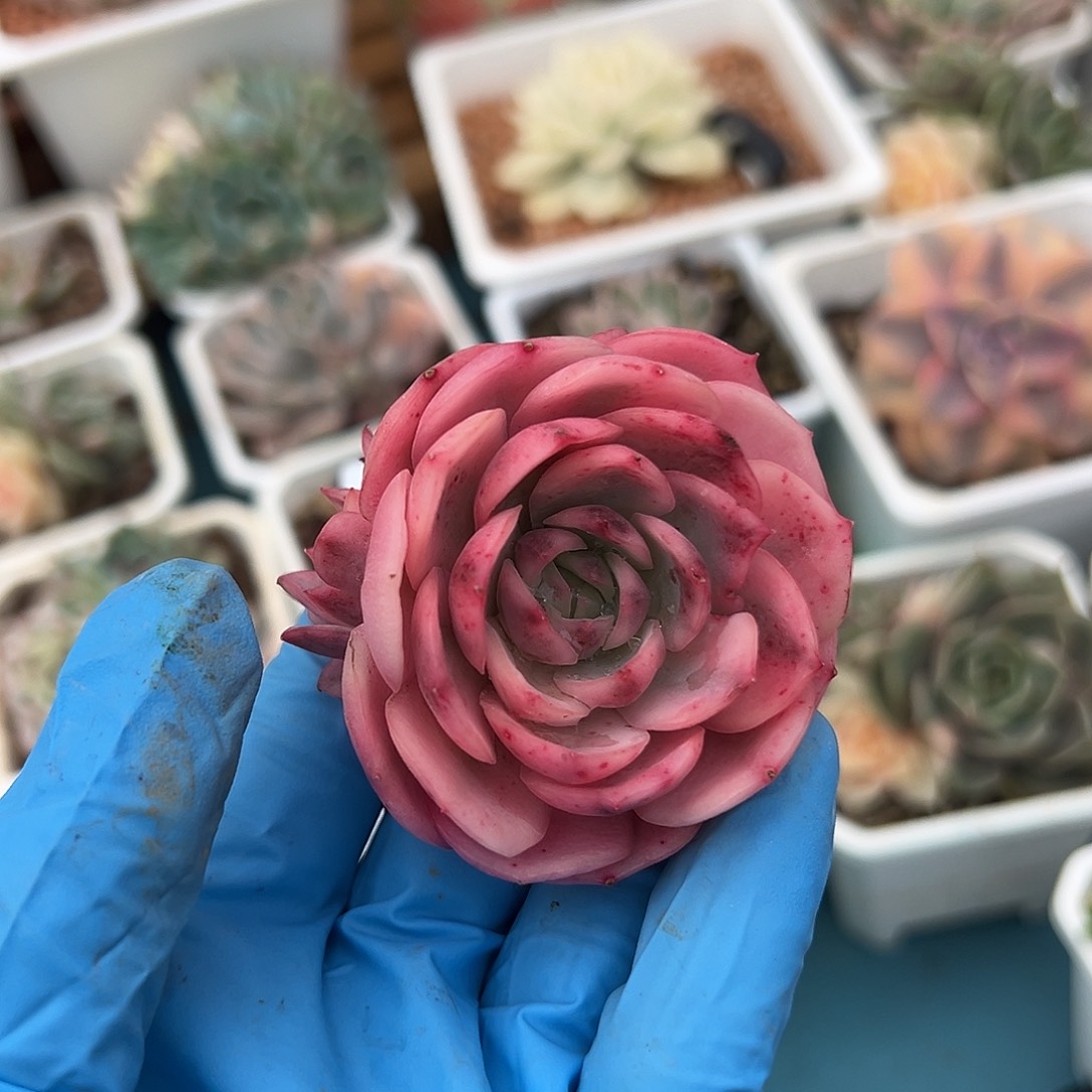 韩水晶覆轮锦，带三个侧头