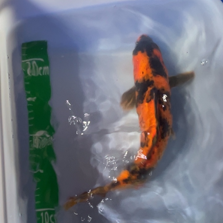 锦鲤锦鲤红白昭和