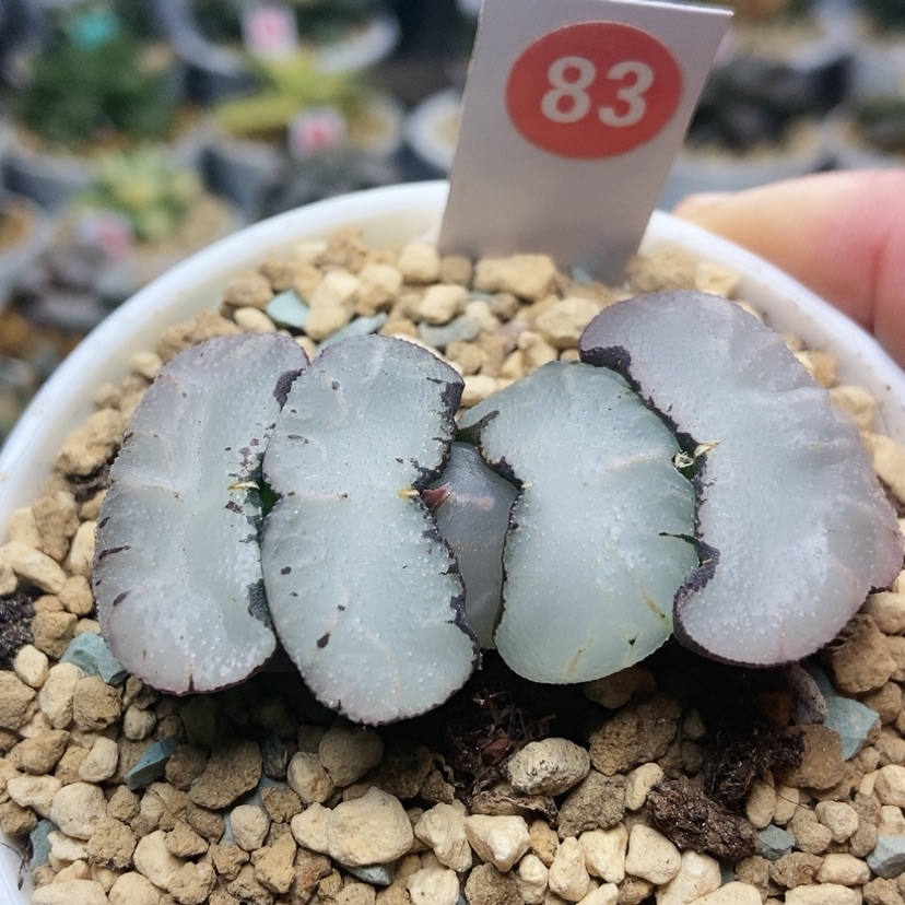 【闪购商品】83旷月巨大化