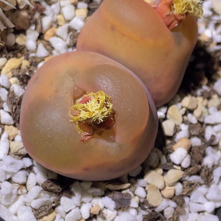 甜***马48888888888858885858888888