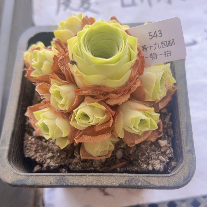 543 裸根不带土发货不包损