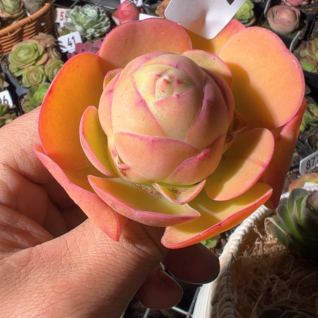 小*朵红唇72山地玫瑰多肉