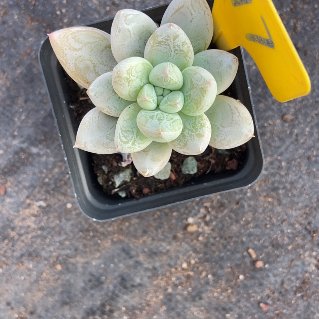 无***声877阿凡达多肉植物肉
