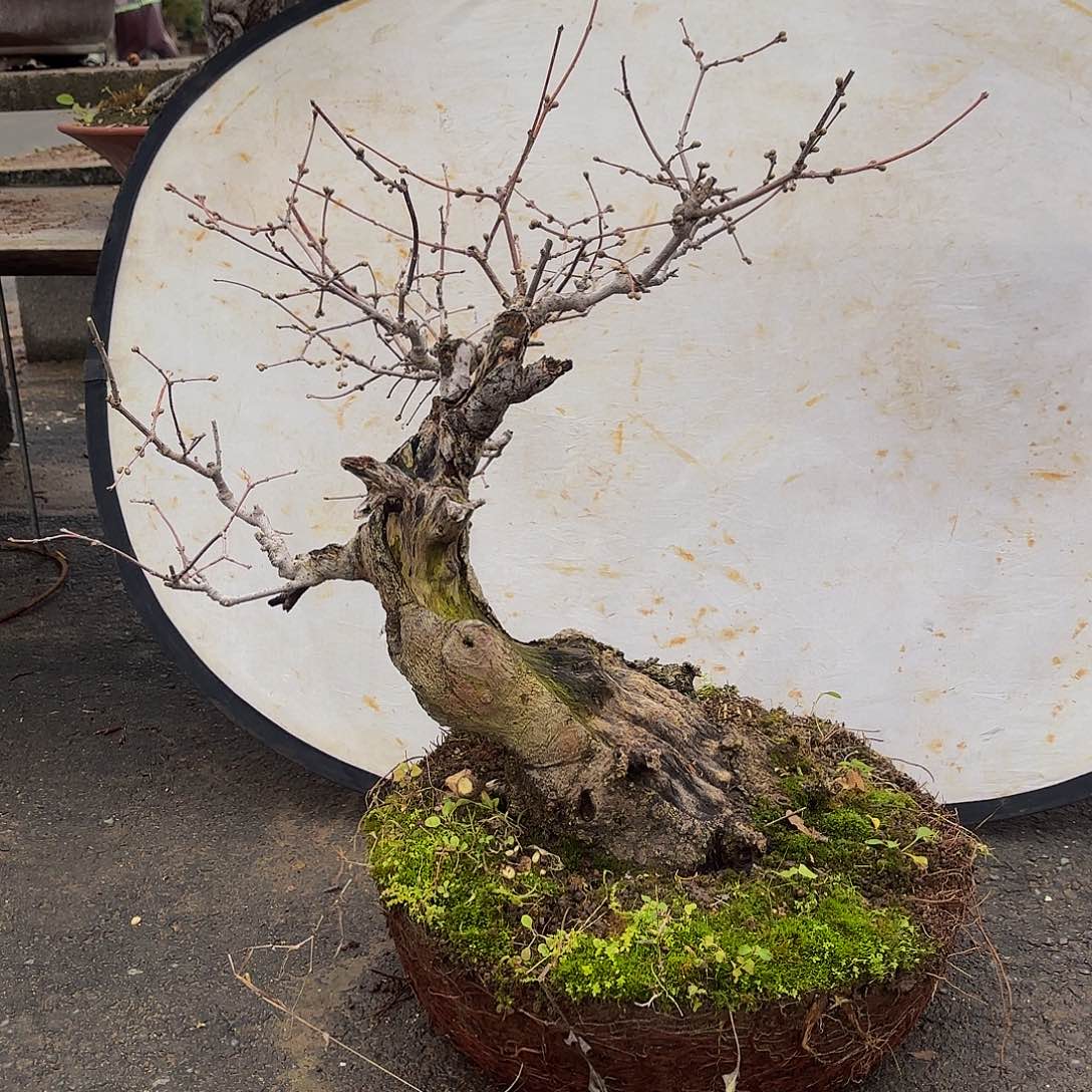 完全开放腊梅盆景造型造型盆栽