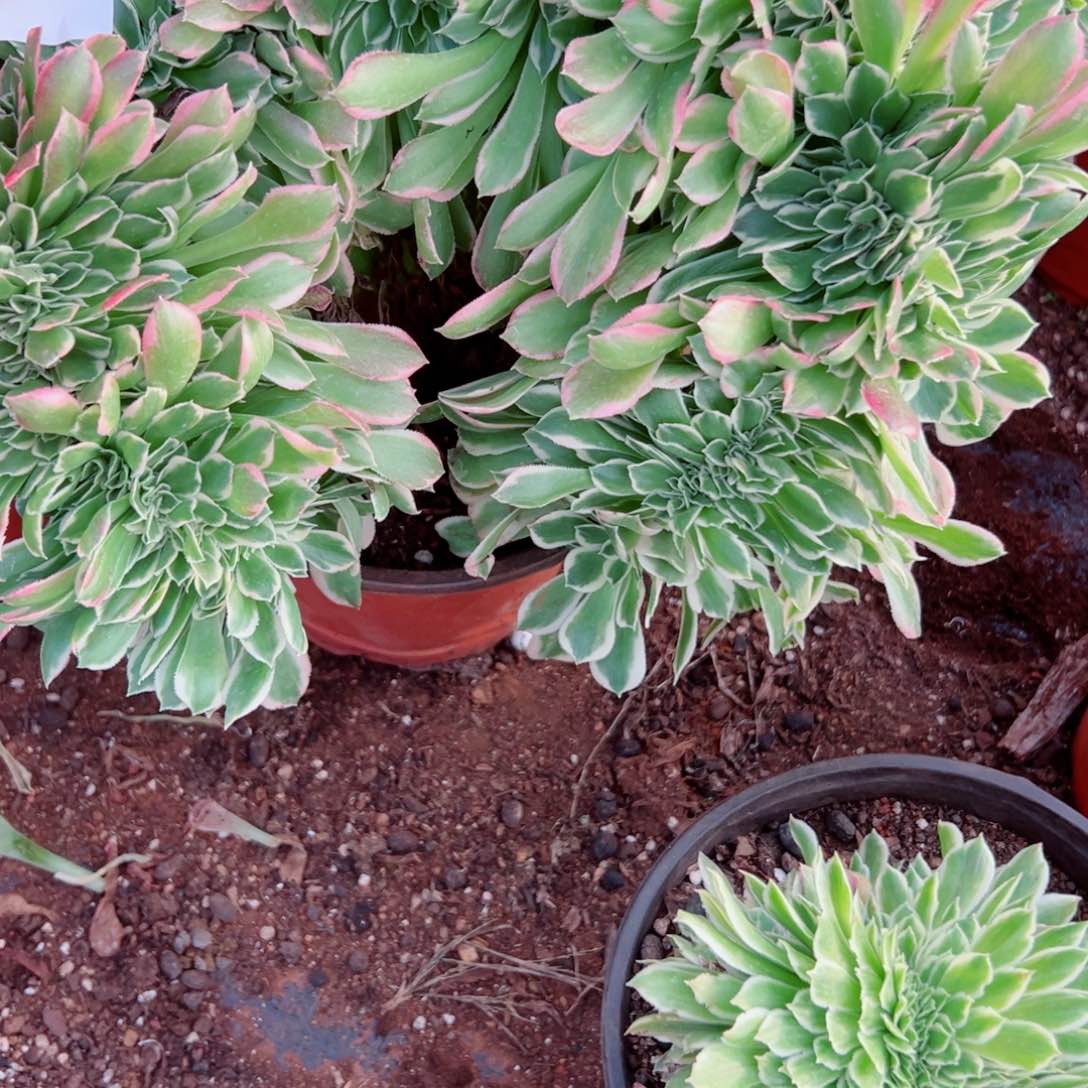 我3567 号多肉法师新年福利