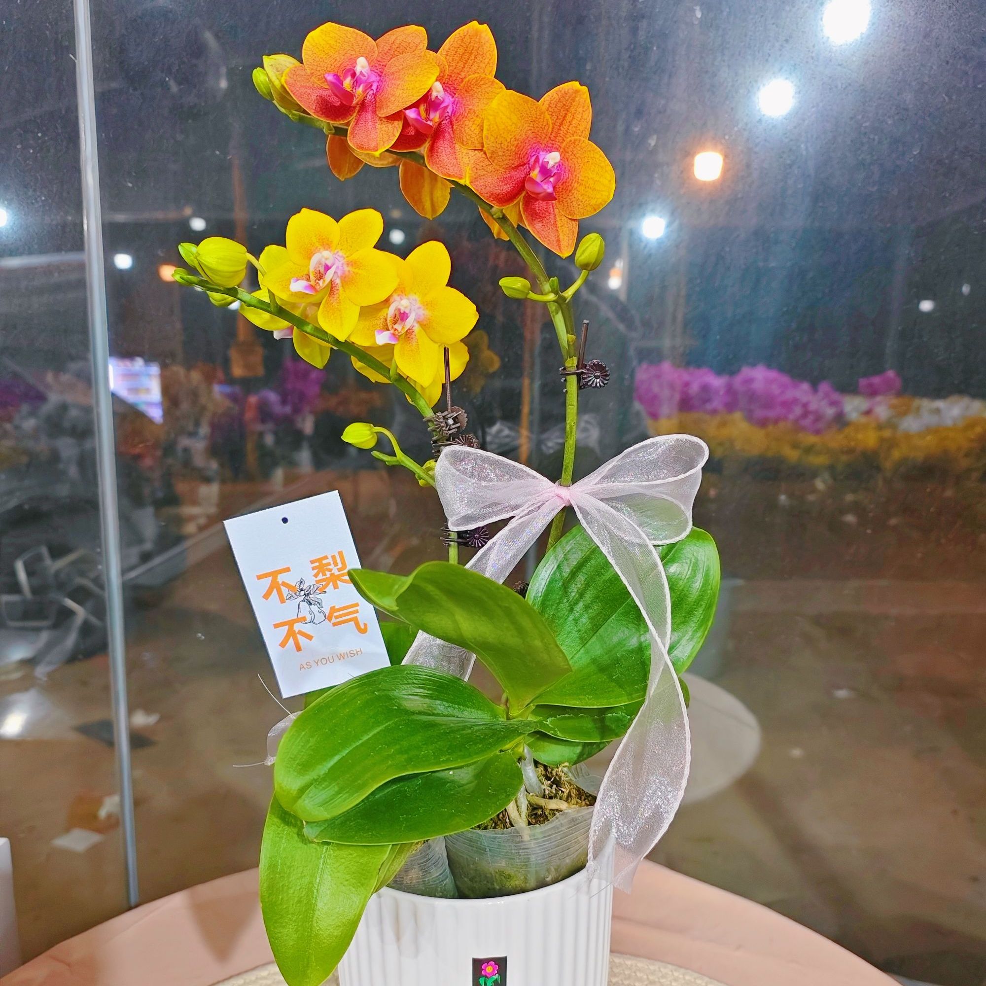 带香味【香水鸳鸯组盆】蜡质花（混色）耐养蝴蝶兰带花带花苞花卉